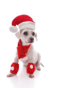 Bright eyed adorable white dog dressed in a scarf and leg warmers and wearing a santa hat at Christmas.