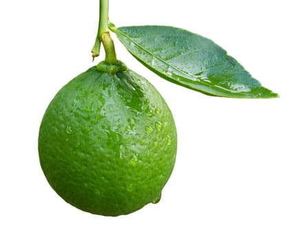 Lime isolated on white