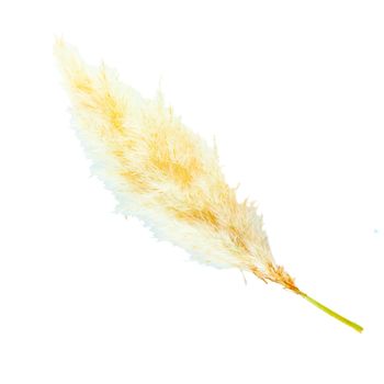 Frond of plant in shape of feather, isolated over white