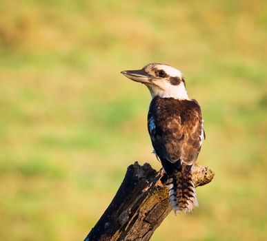 Close-up shot of the iconic Australian Laughing Kookaburra (Dacelo novaeguineae) perced on a branch.