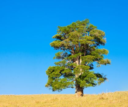 A lone tree on a hill against a blue sky in tropical queensland, Australia.