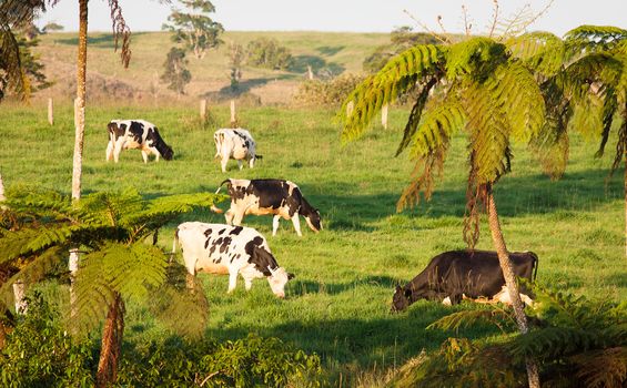 Cows grazing in a lush green tropical pasture in Queensland, Australia