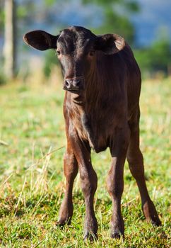 A brown calf looking at camera in a green pasture, Queensland, Australia