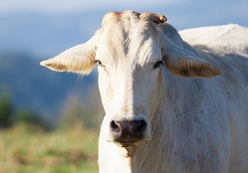 Close-up shot of a cow looking at camera outdoors, Queensland, Australia