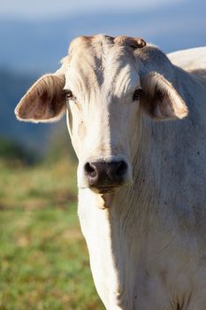 Close-up shot of a cow looking at camera, in a pasture, Queensland, Australia