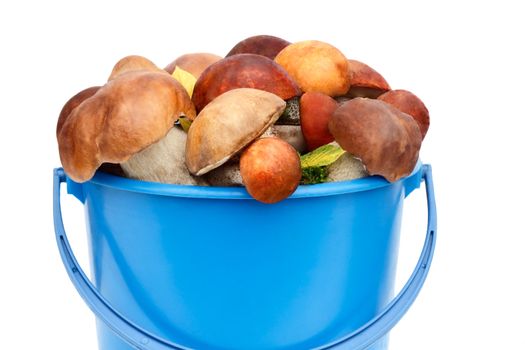 
Mushrooms of different varieties are in the blue bucket. Presented on a white background.