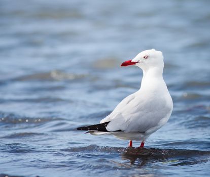 A SIlver gull (Larus novaehollandiae) standing in shallow water, Queensland, Australia