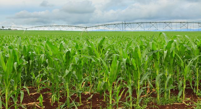 A sweet corn crop in Queensland, Australia, with irrigation systems in distance.