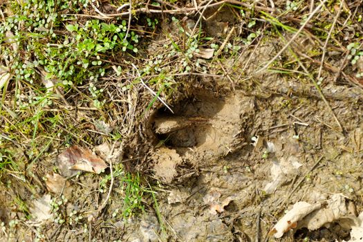 wild boar footprints in the mud