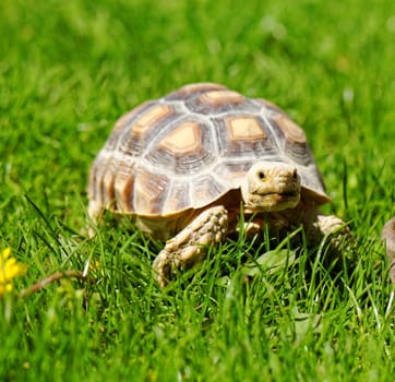 African Spurred Tortoise (Geochelone sulcata) in the garden