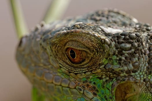 macro of a fantastic green iguana head
