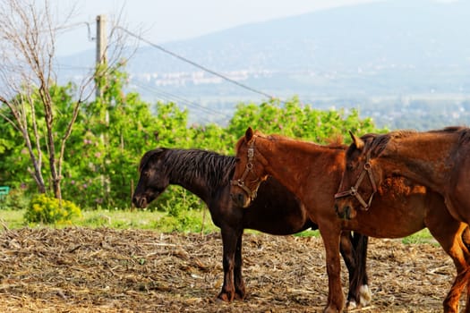 horse family in the paddock