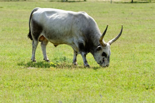Ruminant Hungarian gray cattle bull on grass