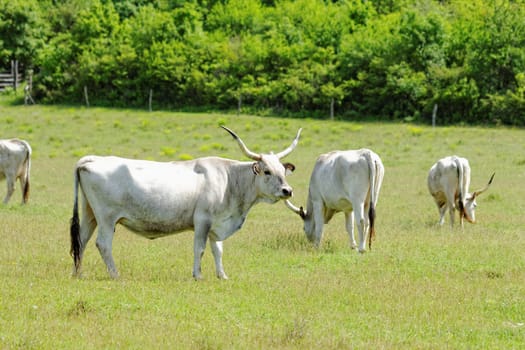 Ruminant Hungarian gray cattle bull on grass