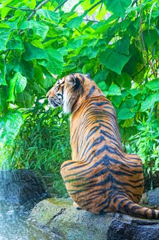 sumatransky tiger sits at falls in the jungle