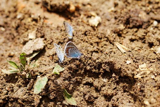 The Silver-studded Blue (Plebejus argus) is a butterfly in the family Lycaenidae