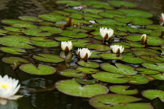 water lily on the small Lake