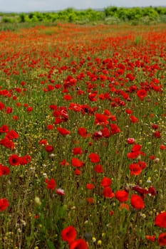 Huge red colored poppy field