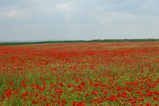 Huge red colored poppy field