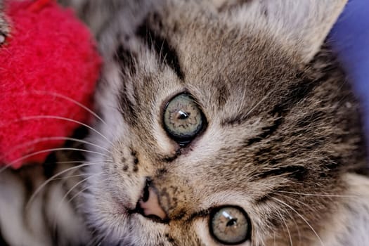 close up on a kittens playing with a red ball