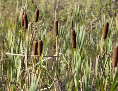 typha plants in wetland near Rockanje Holland