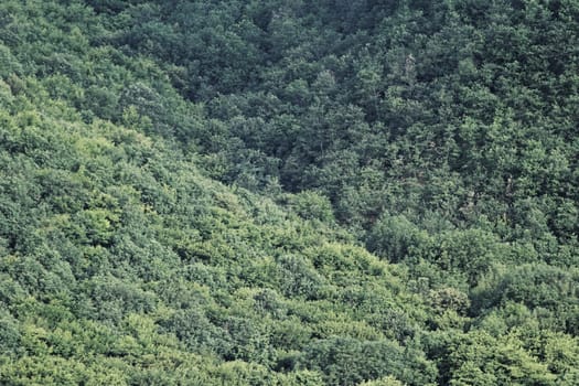 aerial view of a huge green forest