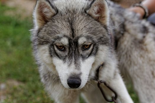 portrait of a beautiful husky dog with brown eyes