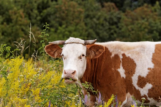 motley cow graze in a field (free range)