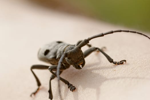 Macro portrait of the Capricorn Beetle on human arm (man's hand)