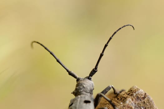 Macro photo of the Capricorn Beetle in the nature from back