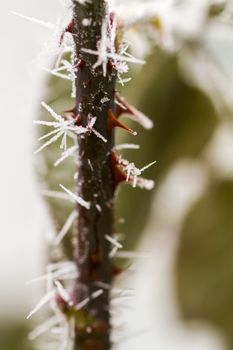 hoarfrosted rose thorn