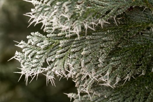 white hoarfrost crystal on green thuja twig