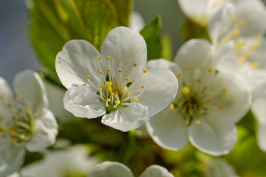 blossom cherry tree