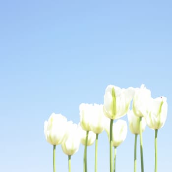 over exposed white tulips and blue sky