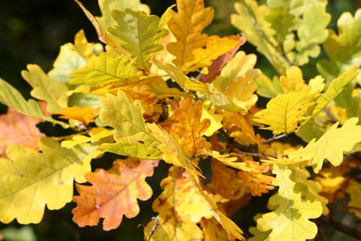 Yellow oak leaves