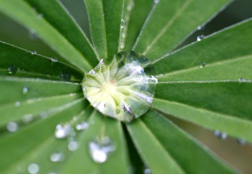 A drop of water on a leaf