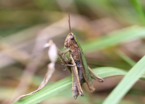 Brown grasshopper sits in the grass