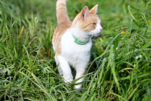 Cat standing in green grass