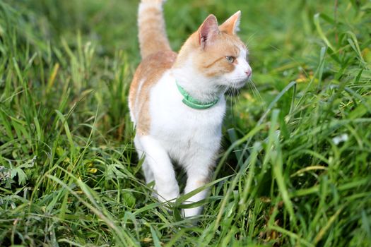 Cat standing in green grass