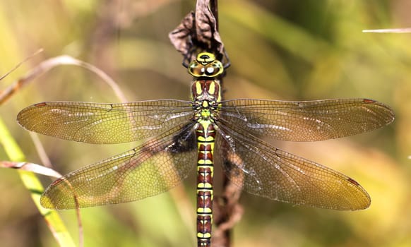 Dragonfly on a blade of grass