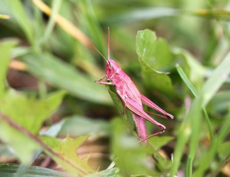 Pink grasshopper in the grass