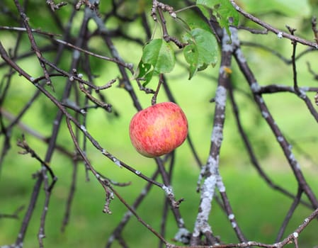 Apple hanging on a tree