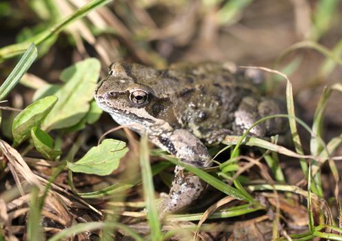 Brown toad in the woods