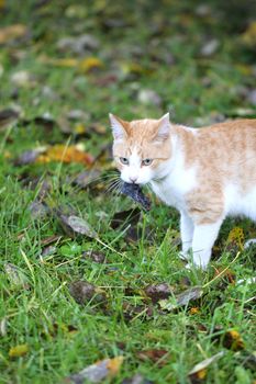 Cat caught the mouse