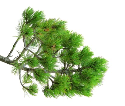 branch of green pine tree, isolated over white
