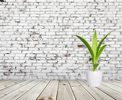 yang sprout of Yucca a potted near Old brick wall