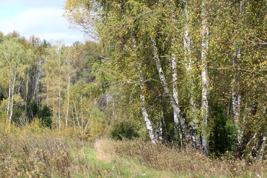 Green birch tree in the forest