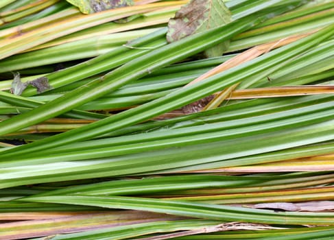 The river sedge grass