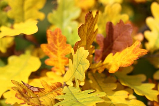 Yellow oak leaves