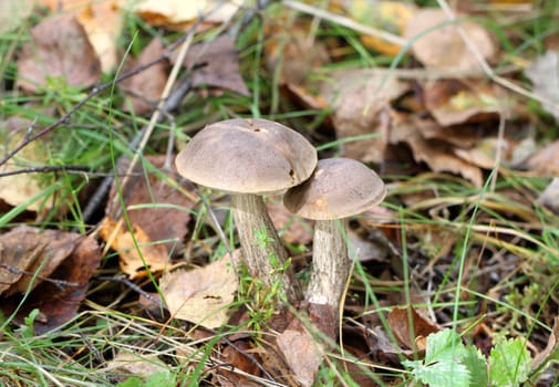 Two boletus mushroom in the forest